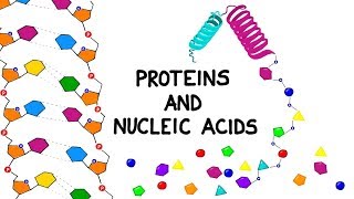 Proteins and Nucleic Acids [upl. by Dolora]