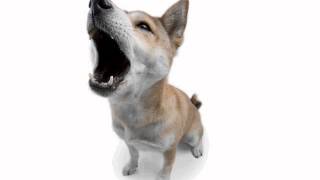 The 5 Types Of Barking How Many Types Of Barking Does Your Dog Do [upl. by Manya]