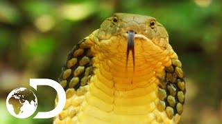 Longest Snake On Earth Eats A Deer Whole  Wildest Islands Of Indonesia [upl. by Asatan]