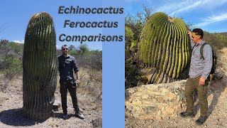 How to Comparisons Ferocactus and Echinocactus Part One [upl. by Darwin]