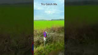 Try Catch Me [upl. by Hennie]