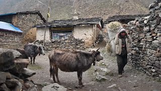 The Last Tibetan Village of Gorkha 4K  Tsum Valley Trek in 2024 [upl. by Henni]