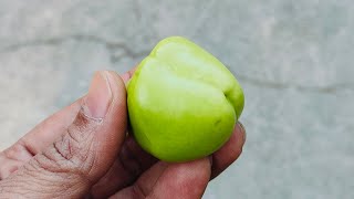 ye konsa fruit or vegetable kya hai koi bataye Zara comment mein batao kya ha ye [upl. by Norma]