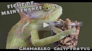 CAMELEON CALYPTRATUS  Conseils et renseignements [upl. by Rohn417]