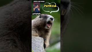 marmota gritando meme marmota chamando o nome Patrícia shorts [upl. by Niatsirhc]