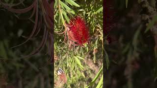 Bottlebrush and birdcalls on my naturebreak touchgrass [upl. by Gisella274]