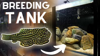 Hillstream Loach BREEDING Tank Setup [upl. by Hermione]