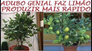 Adubo Genial faz limão produzir mais rápido veja só [upl. by Noloc973]