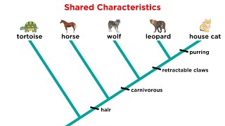 How do you read Evolutionary Trees [upl. by Lempres]