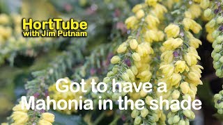 My Shade Garden Has To Have A Mahonia [upl. by Leeth]