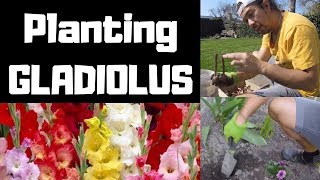 Planting Gladiolus Gladioli [upl. by Enaujed401]