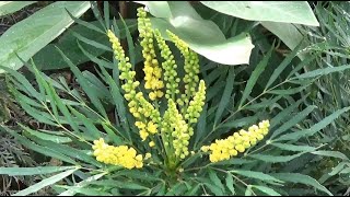 Mahonia eurybracteata Soft Caress [upl. by Cari]