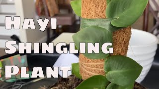 Costa Farms RHAPHIDOPHORA HAYI Trending Tropicals Care Mounting How To Shingling Rare House Plant [upl. by Adnohsat]