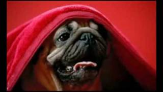 hutch to vodafone india ad  pug blanket [upl. by Ludeman]