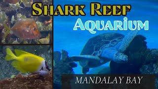 Shark Reef Aquarium at Mandalay Bay Resort and Casino 2023 Full Walk Through [upl. by Nomis]