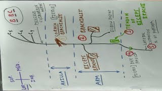 Musculocutaneous Nerve  Upper Limb Anatomy  TCML [upl. by Anahsirk]