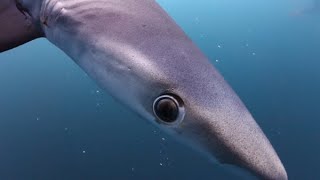 Blue Shark Fatally Attacks Swimmer [upl. by Lacram933]