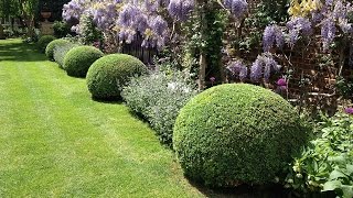 GWORLD  001  Topiary care and maintenance of Buxus Sempervirens Chiswick [upl. by Zelikow]