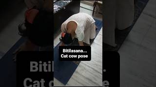 Cat  cow poseSpine ko flexible Karega Ye Yoga pose yoga shorts foryou [upl. by Dnalerb]