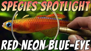 Red Neon Blue Eye Rainbowfish Pseudomugil luminatus Freshwater Aquarium Fish Profile amp Care Guide [upl. by Yelroc]