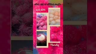 අපිත් රඹුටන් අච්චාරු හැදුවෝ🤩🤩salad🫙🫙🤩🤩slcookerylife cooking recipe sweet fruit new food [upl. by Nehgam]