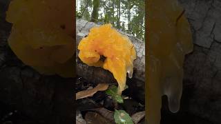 Ushy Gushy Jelly Fungus Squishy Squelchy Mushroom ASMR 🍄💦 [upl. by Richara]