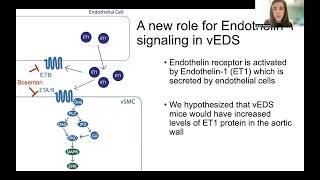 Endothelin1 contributes to vascular rupture risk in Vascular Ehlers Danlos syndrome mice [upl. by Nodnyl]