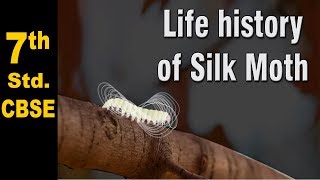 Class 7  Life history of Silk Moth  NCERT  Science  CBSE Board  Home Revise [upl. by Sukul]