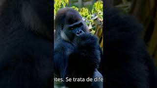 Descubre la Vida y los Secretos de los Gorilas 🦍 [upl. by Imak]