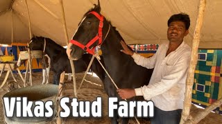 विकास स्टड फार्म के घोड़े Vikas Stud Farm at Pushkar Horse Fair 2021 [upl. by Notsgnik974]