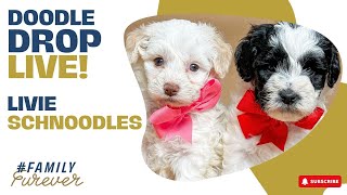 FOUR week old Schnoodles Livie Pups  Doodle Drop LIVE [upl. by Seldan]