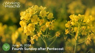 Sermon Brainwave 969 Fourth Sunday after Pentecost Ord 11B  June 16 2024 [upl. by Ahterahs440]