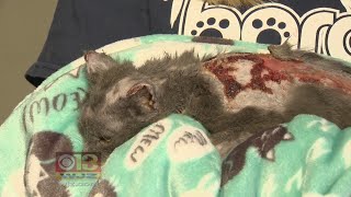 Donations Needed Kitten At Baltimore Shelter Burned Over 80 Of Body [upl. by Grose]