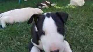 English Bull Terrier Puppies [upl. by Mariellen]