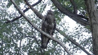 Geluid  Roep Buizerd Buteo Buteo [upl. by Calvano]