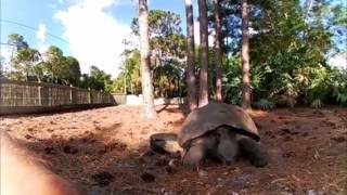 Feeding the Galapagos and Aldabra Tortoise  Kamp Kenan 360 [upl. by Corneille]