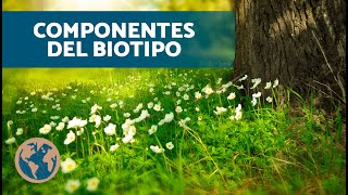 ¿Qué ES un BIOTIPO 🌳 Diferencia entre Biotopo y Biocenosis [upl. by Dyane]