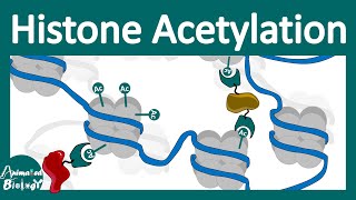 Histone acetylation  Chromatin modification  What does histone acetylation do [upl. by Lenka]