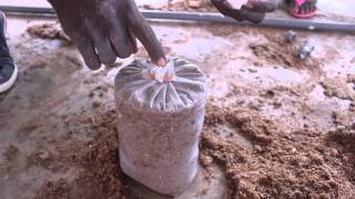 Oyster Mushroom Farming at the Kumasi Institute of Tropical Agriculture KITA  Peace Corps Ghana [upl. by Enilekaj]