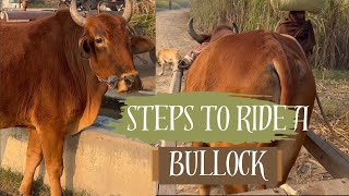 Bullock Cart ASMR [upl. by Siloa]