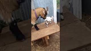 The new Nigerian Dwarf goat quadruplets are doing good and having fun [upl. by Nimesay]