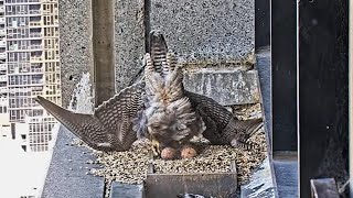 367 Collins St Falcons Gust Blows F24 Off Balance 💨 She Makes Deft Recovery 😮‍💨 2024 Sep 12 [upl. by Cozmo395]