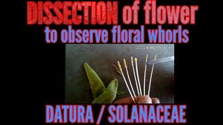 Dissection of a datura flower solanaceae to understand its internal arrangement of floral whorls [upl. by Juliette421]