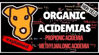 Organic acidemias Mechanism of Methylmalonic and Propionic acidemias for Step 1 [upl. by Etteuqaj]