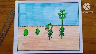 How to draw seed Germination easy drawing for beginners [upl. by Negeam]