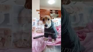 Vieni a letto 😂merybijouesciarpina jackrussell comedy enricobrignano [upl. by Tonie]