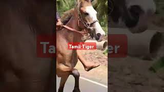 horse of tamilnadu crazy horse lover 2024reval 🐎 entertainment horseriding tamil tiger shorts [upl. by Ahsienyt535]