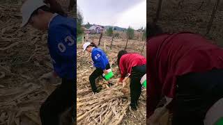 Agriculture Equipments cultivation agriculture shorts youtubeshorts [upl. by Lyons]