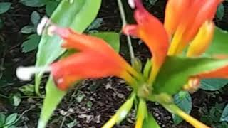 Aeschynanthus Speciosus or Lipstickbasket plant [upl. by Mace]