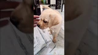 Labrador puppy viral shorts labradorpuppy [upl. by Rubma923]